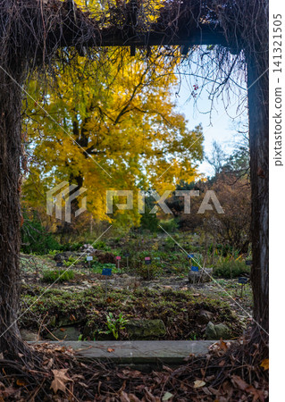 yellow trees and plants in botanical garden at autumn, ivy frame yellow trees and plants in botanical garden at autumn, ivy frame 141321505