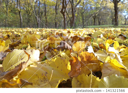colorful autumn trees in the fall park and leaves lying in the ground colorful autumn trees in the fall park and leaves lying in the ground 141321566