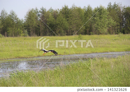 White stork flying low over small river in green meadow. White stork flying low over small river in green meadow. 141321626
