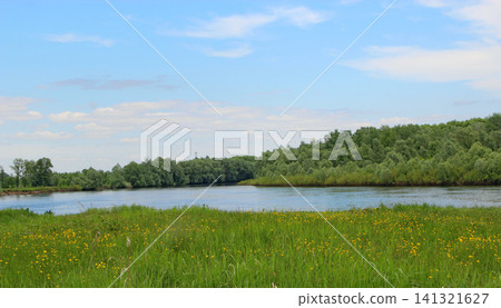 Beautiful river landscape with green forest and yellow flowers. 141321627