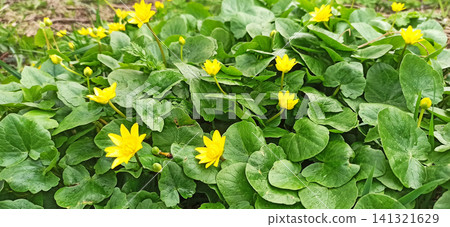 Bright yellow lesser celandine flowers blooming among green leaves. Bright yellow lesser celandine flowers blooming among green leaves. 141321629