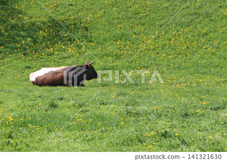 Brown and white cow lying on a green meadow with yellow dandelions. Brown and white cow lying on a green meadow with yellow dandelions. 141321630