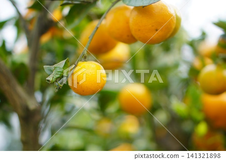 A beautiful orchard landscape with abundantly ripening Satsuma mandarins and lush green leaves. A beautiful orchard landscape with abundantly ripening Satsuma mandarins and lush green leaves. 141321898