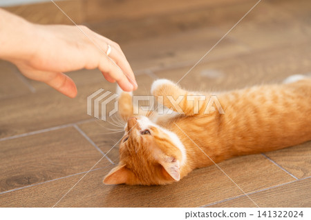 The owner plays with his domestic ginger cat. Love for pets, playing with animals. Selective focus 141322024
