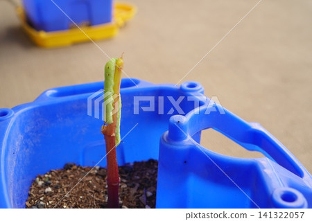 Close-up photograph of an insect observing a green inchworm perched on a branch. Close-up photograph of an insect observing a green inchworm perched on a branch. 141322057
