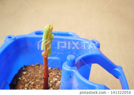 A close-up of a green inchworm that mimics a plant branch. A close-up of a green inchworm that mimics a plant branch. 141322058