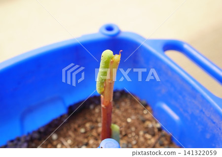 A close-up photograph showing the life cycle of a green inchworm clinging to a branch. A close-up photograph showing the life cycle of a green inchworm clinging to a branch. 141322059