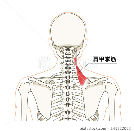 Anatomical diagram of the skeletal structure and levator scapulae muscle in the back (upper body) Anatomical diagram of the skeletal structure and levator scapulae muscle in the back (upper body) 141322093