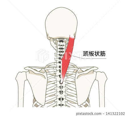 Anatomical diagram of the skeletal structure and splenius muscles of the back (upper body) Anatomical diagram of the skeletal structure and splenius muscles of the back (upper body) 141322102