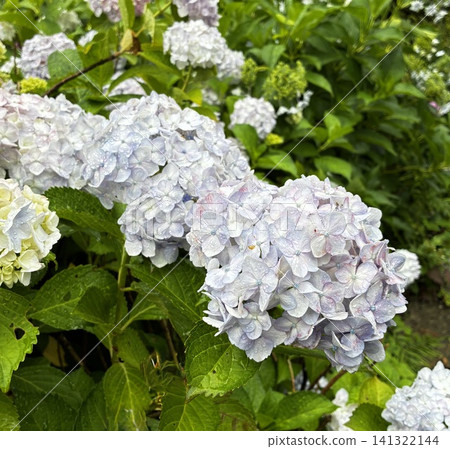 "Hydrangeas blooming in clusters resembling the shape of a dragon after the rain" - Oriental Roses "Hydrangeas blooming in clusters resembling the shape of a dragon after the rain" - Oriental Roses 141322144