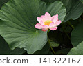 夏日陽光下盛開的蓮花 141322167