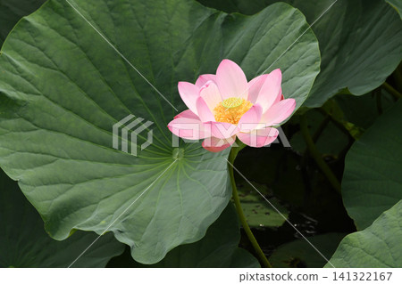 夏日陽光下盛開的蓮花 夏日陽光下盛開的蓮花 141322167
