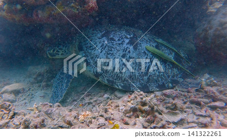 A green sea turtle (Chelonia mydas) with two live sharksucker (Echeneis naucrates) attached to it taking refuge under a coral ledge. Dauin, Philippines A green sea turtle (Chelonia mydas) with two live sharksucker (Echeneis naucrates) attached to it taking refuge under a coral ledge. Dauin, Philippines 141322261