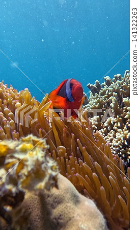 A vivid underwater scene of a tomato clownfish (Amphiprion frenatus) nestled among the tentacles of a Bubble-tip anemone (Entacmaea quadricolor) in a lush coral reef. Dauin, Philippines 141322263