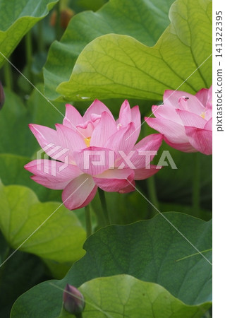 lotus flower peeking out from between the leaves lotus flower peeking out from between the leaves 141322395