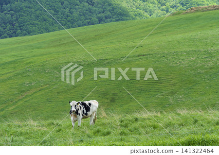 Dairy cows grazing in the grassland at Naitai Plateau Ranch in Kamishihoro Town, Hokkaido. A pasture scene in early summer. Dairy cows grazing in the grassland at Naitai Plateau Ranch in Kamishihoro Town, Hokkaido. A pasture scene in early summer. 141322464