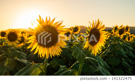Sunflower field at dusk (Tsunan Sunflower Square) Sunflower field at dusk (Tsunan Sunflower Square) 141322475