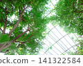 Light streaming in through the glass ceiling of the greenhouse and the vibrant green of the trees. 141322584