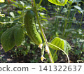 Fresh green cucumber grows on a vine in a sunny garden. The bumpy vegetable hangs vertically, supported by a string, with a small dried yellow blossom still attached to its bottom tip among leaves 141322637