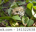 Close-up shot of a speckled green and brown toad resting among vibrant green leaves in its natural habitat. The amphibian has textured skin and striking eyes, perfectly camouflaged in the undergrowth 141322638