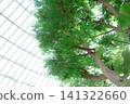 Light streaming in through the glass ceiling of the greenhouse and the vibrant green of the trees. 141322660