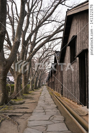 The row of zelkova trees at Sankyo Warehouse (Sakata City, Yamagata Prefecture) The row of zelkova trees at Sankyo Warehouse (Sakata City, Yamagata Prefecture) 141322876