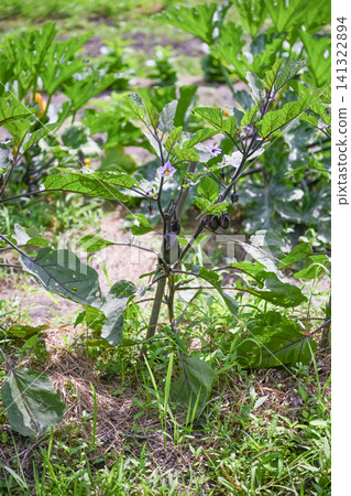 Eggplants growing in a summer field | Images of home gardening and organic farming Eggplants growing in a summer field | Images of home gardening and organic farming 141322894
