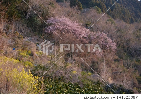 The scenery of snow-breaking cherry blossoms in full bloom and yellow rapeseed flowers adorning the mountainside in early spring. The scenery of snow-breaking cherry blossoms in full bloom and yellow rapeseed flowers adorning the mountainside in early spring. 141323087