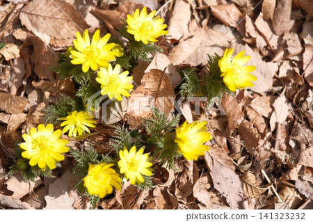 A scene of clusters of Adonis amurensis flowers sprouting and growing wild among the fallen leaves in winter. A scene of clusters of Adonis amurensis flowers sprouting and growing wild among the fallen leaves in winter. 141323232