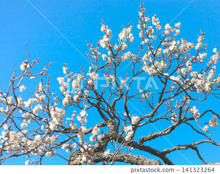 White plum blossoms in early spring against the blue sky. Natural scenery White plum blossoms in early spring against the blue sky. Natural scenery 141323264