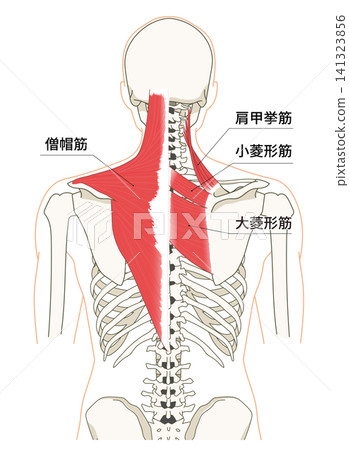 背部（上身）骨骼與肌肉的解剖圖 141323856