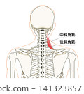 背部（上身）骨骼與肌肉的解剖圖 141323857