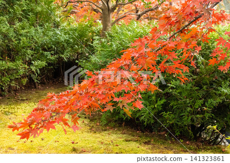 Momiji who changed leaves Momiji who changed leaves 141323861