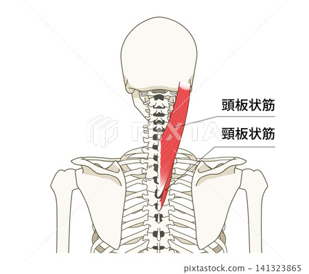 背部（上身）骨骼與肌肉的解剖圖 141323865
