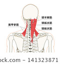背部（上身）骨骼與肌肉的解剖圖 141323871