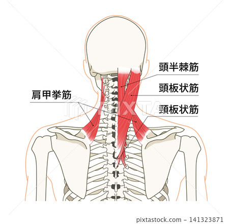 Anatomical diagram of the skeleton and muscles of the back (upper body) Anatomical diagram of the skeleton and muscles of the back (upper body) 141323871