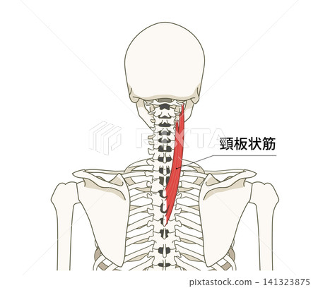 Anatomical diagram of the skeleton and muscles of the back (upper body) Anatomical diagram of the skeleton and muscles of the back (upper body) 141323875