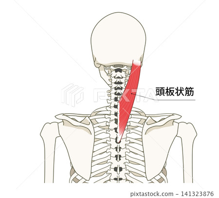 背部（上身）骨骼與肌肉的解剖圖 141323876