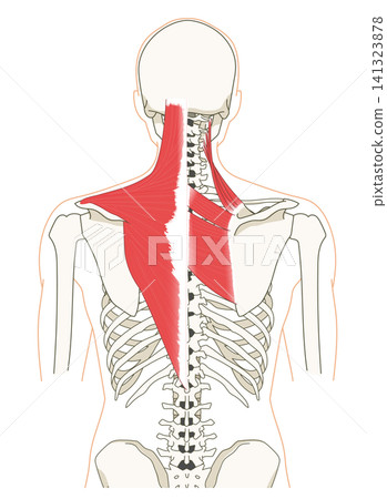 Anatomical diagram of the skeleton and muscles of the back (upper body) Anatomical diagram of the skeleton and muscles of the back (upper body) 141323878