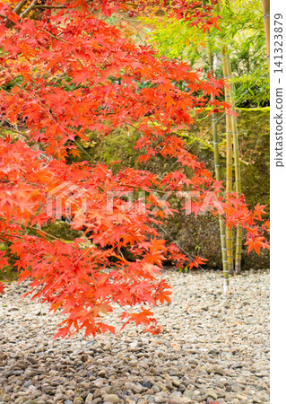 Momiji who changed leaves 141323879
