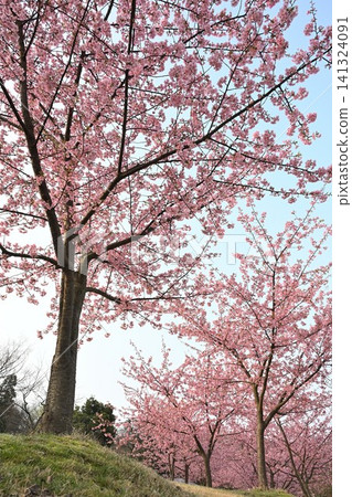 Kawazu cherry blossoms at Niigata Prefectural Botanical Garden (Niitsu, Akiha Ward, Niigata City, Niigata Prefecture) Kawazu cherry blossoms at Niigata Prefectural Botanical Garden (Niitsu, Akiha Ward, Niigata City, Niigata Prefecture) 141324091
