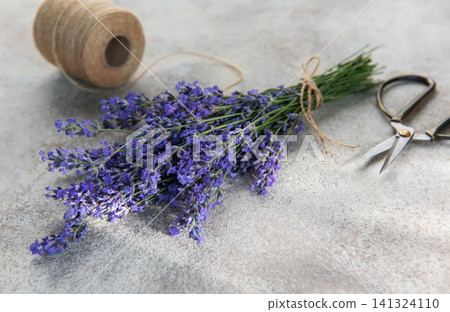 Fresh lavender bunch with scissors and twine preparing 141324110