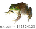 Female bullfrog 141324123
