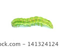 Bollworm larva 141324124