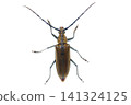 A longhorn beetle seen from above 141324125
