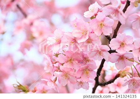 A close-up of Kawazu cherry blossoms at Niigata Prefectural Botanical Garden (Akiha Ward, Niigata City, Niigata Prefecture) A close-up of Kawazu cherry blossoms at Niigata Prefectural Botanical Garden (Akiha Ward, Niigata City, Niigata Prefecture) 141324135