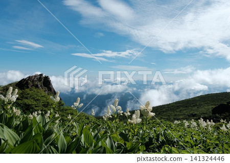 A magnificent view of the sky garden, with its blooming false hellebore flowers and the majestic sea of clouds. A magnificent view of the sky garden, with its blooming false hellebore flowers and the majestic sea of clouds. 141324446