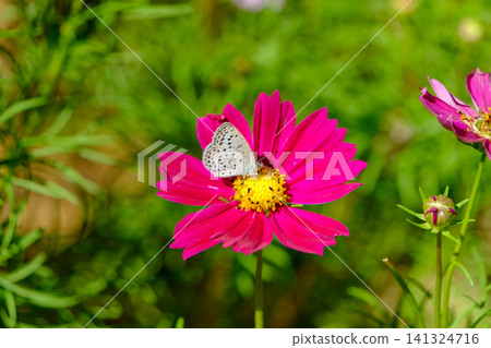 A tiny butterfly gently lands on a bright pink cosmos flower. A tiny butterfly gently lands on a bright pink cosmos flower. 141324716
