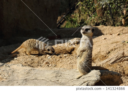 Meerkat standing and looking at me Meerkat standing and looking at me 141324866