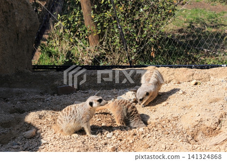 meerkat meerkat 141324868
